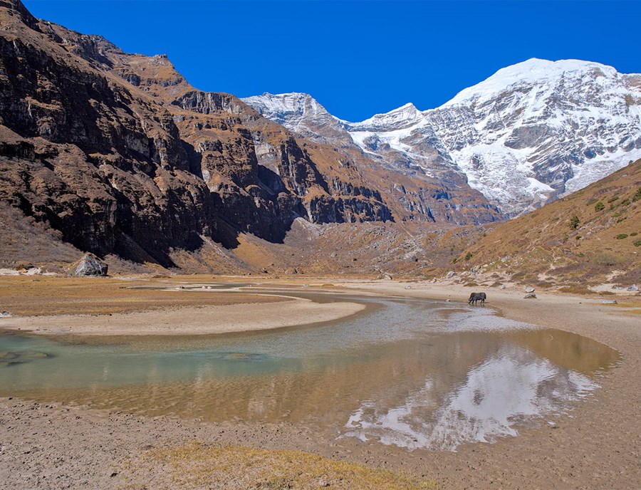Wild Yak Resting Beside An Alpine Lake Near Mount Jomolhari