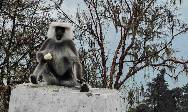 Monkey Medium