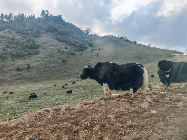 Yak In Bhutan