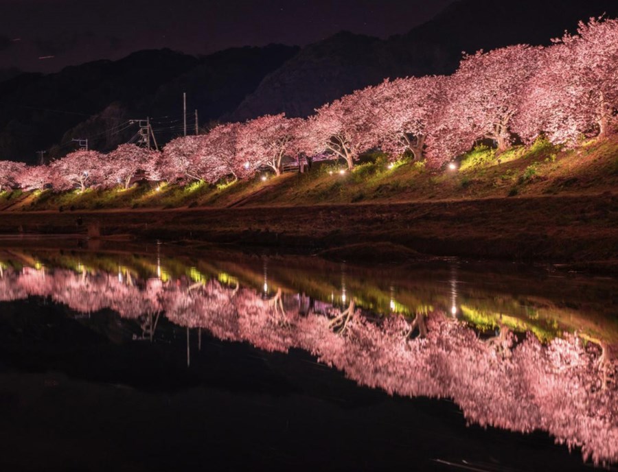 Kawazu Zakura Night