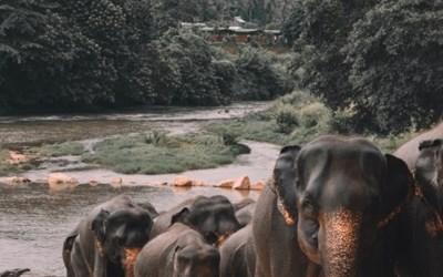 Highlights at7D6N Tropical Sri Lanka