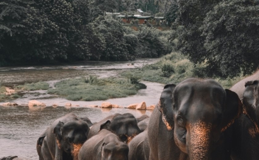 7D6N Tropical Sri Lanka