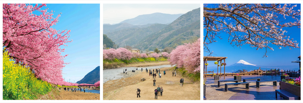 Kawazu Cherry Blossom Festival Celebrates