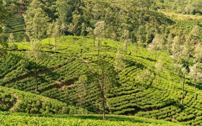 Highlights at7 Days 6 Nights Best of Sri Lanka