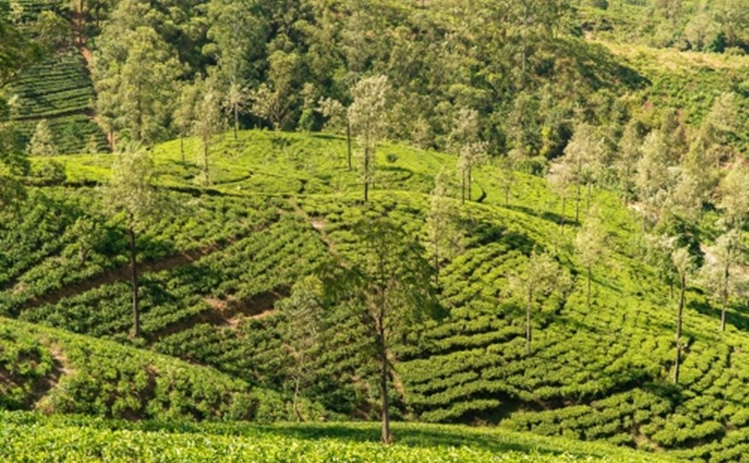7D6N Tropical Sri Lanka
