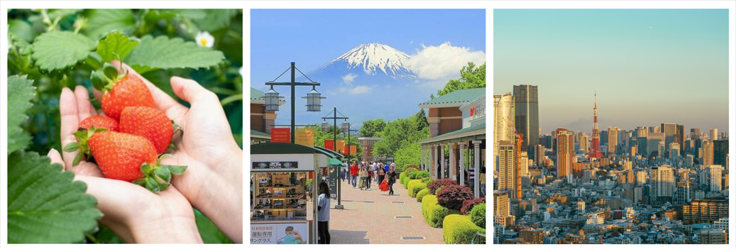 Strawberry Picking and Shopping