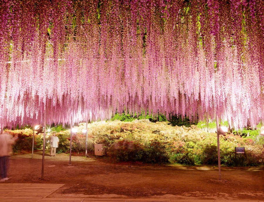 Ashikaga Flower Park To See The Cascading Wisteria Tunnels And The Great Wisteria Over 150 Years Old