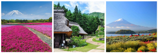 Shibazakura Festival, Oishi Park