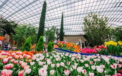 Highlights atExperience a captivating Gardens by the Bay afternoon tour