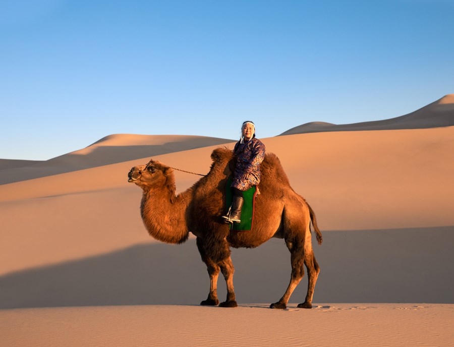 Camel Riders Tracing Ancient Paths Across Mongolia S Shifting Sands
