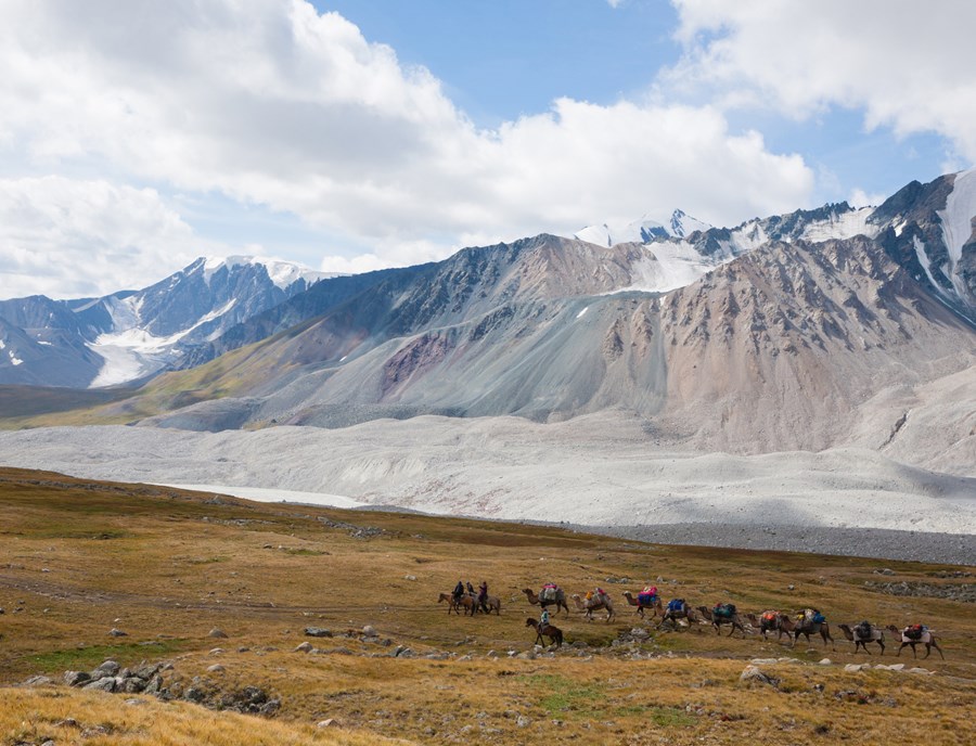 Camel Caravans Wandering Across Mongolia S Windswept Dunes