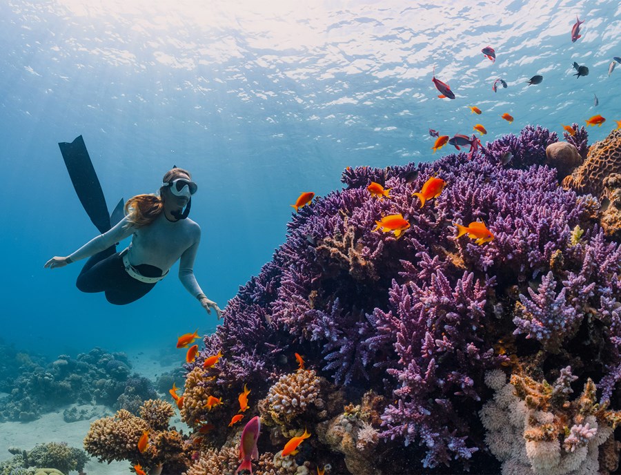Snorkeling In Palau Opens A Window To Vibrant Coral Reefs