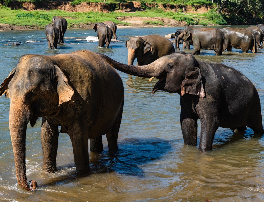 Gentle Elephants Gathering At Pinnawala S Renowned Conservation Sanctuary