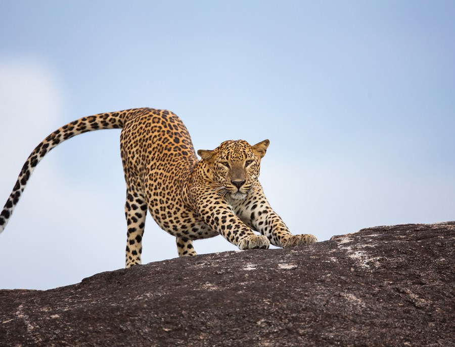 A Leopard Stretching Atop A Rock At Yala National Park