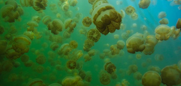 Day 3 - 3 Dives (New Drop Off, German Channel, Jellyfish Lake (snorkel))