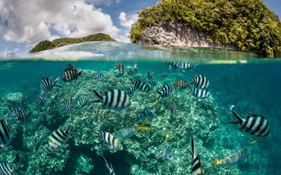 Highlights at8D7N Discover Palau