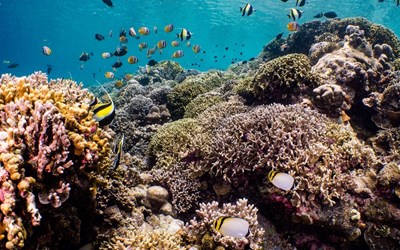 Highlights at5D4N A Glimpse of Palau