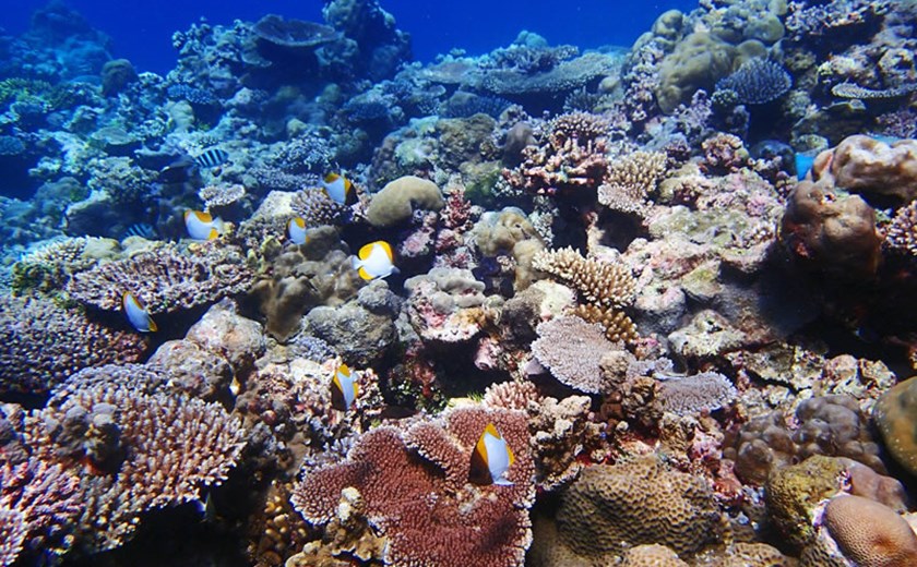 8D7N Joined In Palau Diving Experience