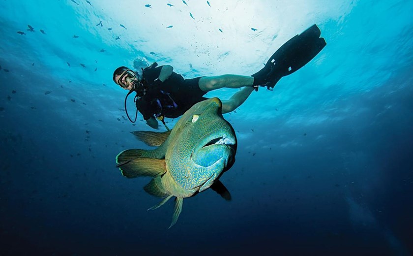 8D7N Joined In Palau Diving Experience