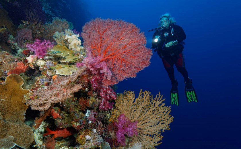 8D7N Private Palau Diving Experience