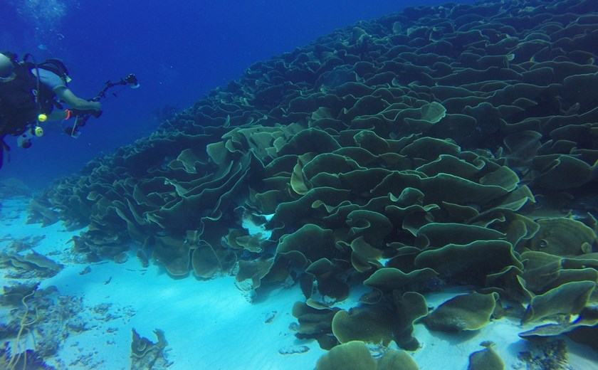 4D3N Private Palau Diving Experience
