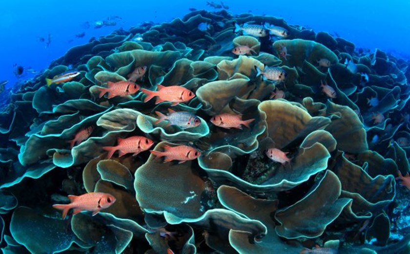 8D7N Private Palau Diving Experience