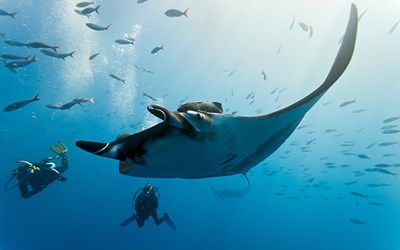 Highlights at8D7N Private Palau Diving Experience