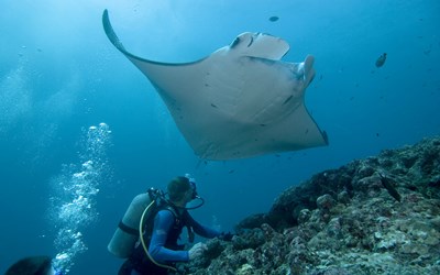Highlights at8D7N Private Palau Diving Experience