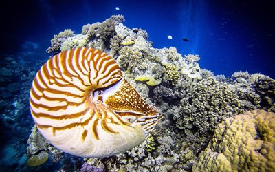 Highlights at8D7N Private Palau Diving Experience