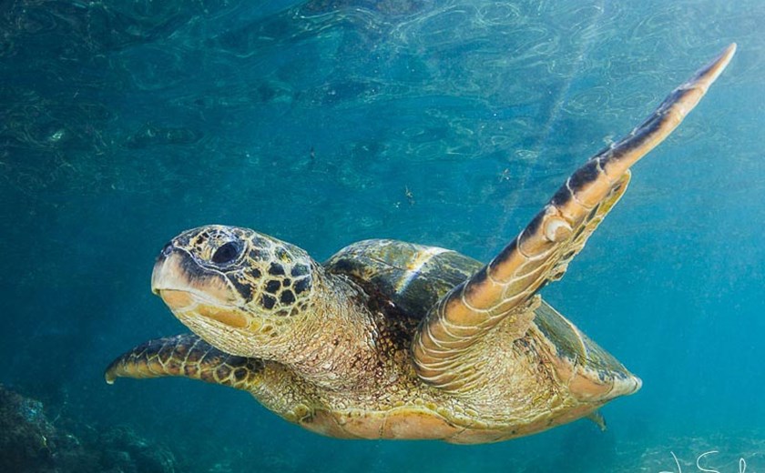 4D3N Private Palau Diving Experience