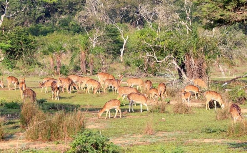 7 Days 6 Nights Best of Sri Lanka