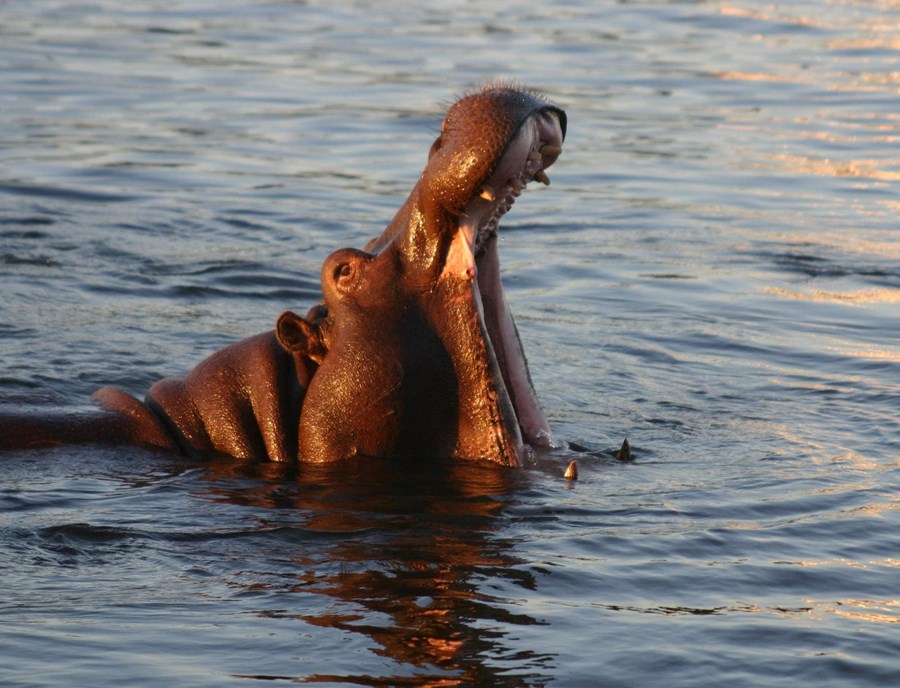 African River Giant