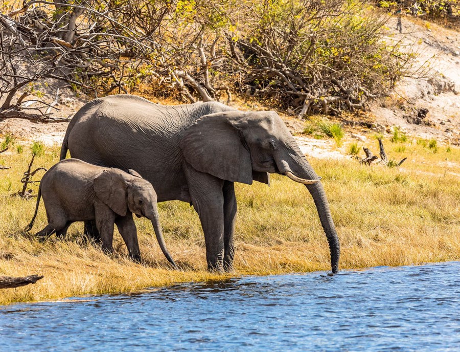African Elephants Chobe National Park In Botswana