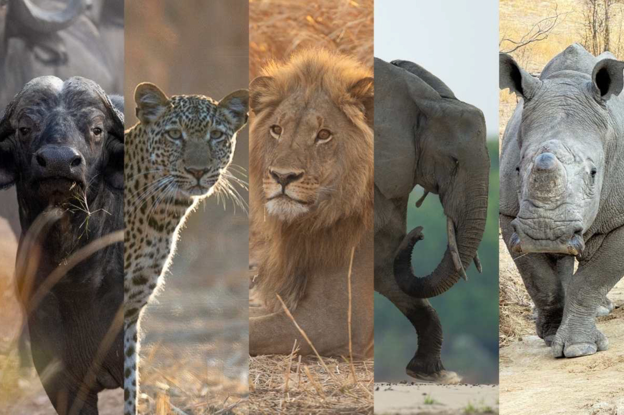 Africa Wild Animal Big 5