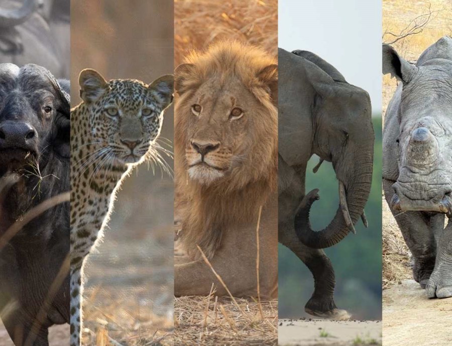 Africa Wild Animal Big 5