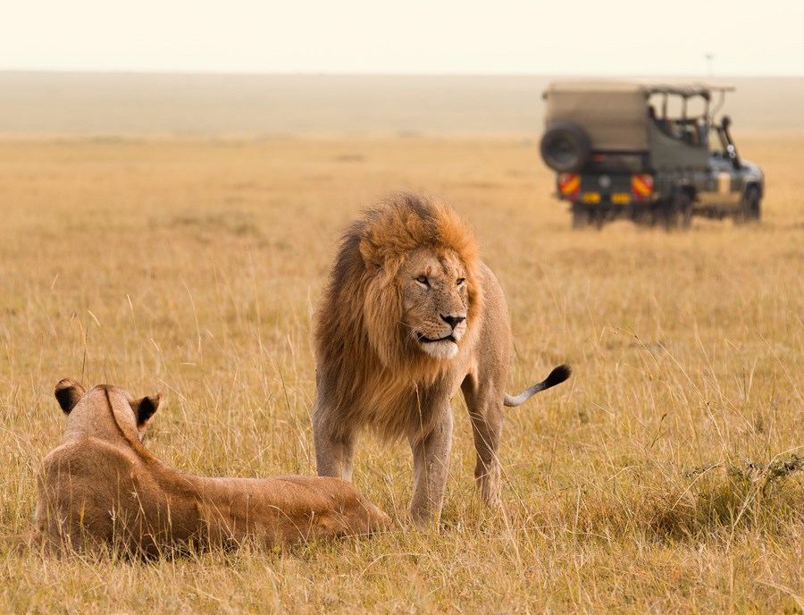 Kenya Tanzania Migration African Lion Jeep Masai Mara