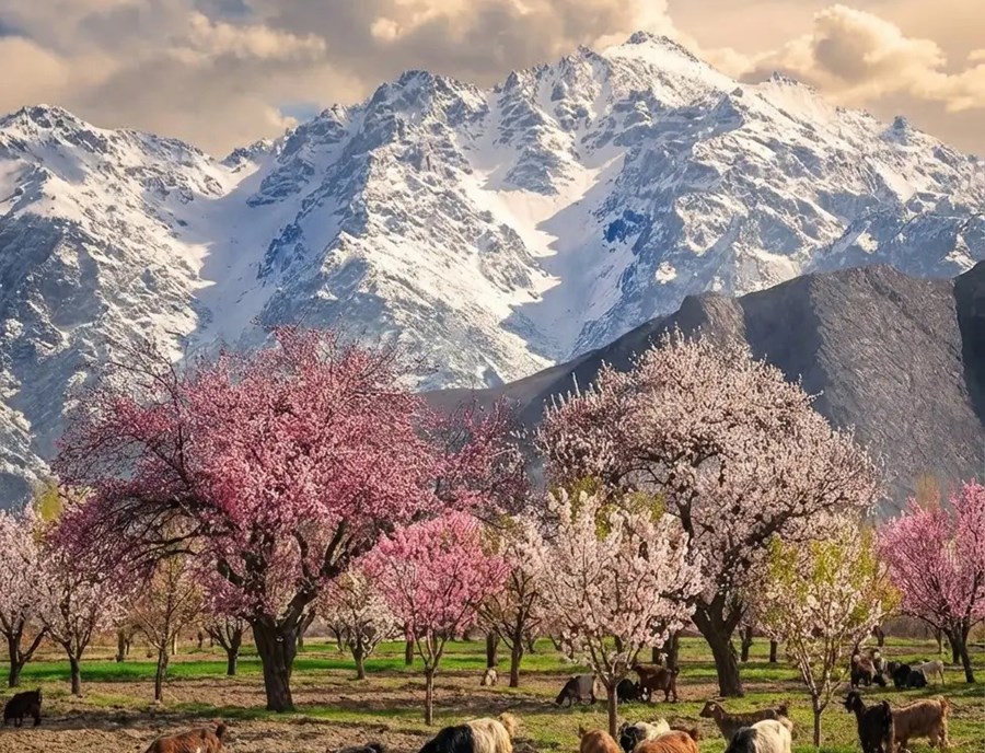 Shimshal Valley Spring Season Feature PHOTO