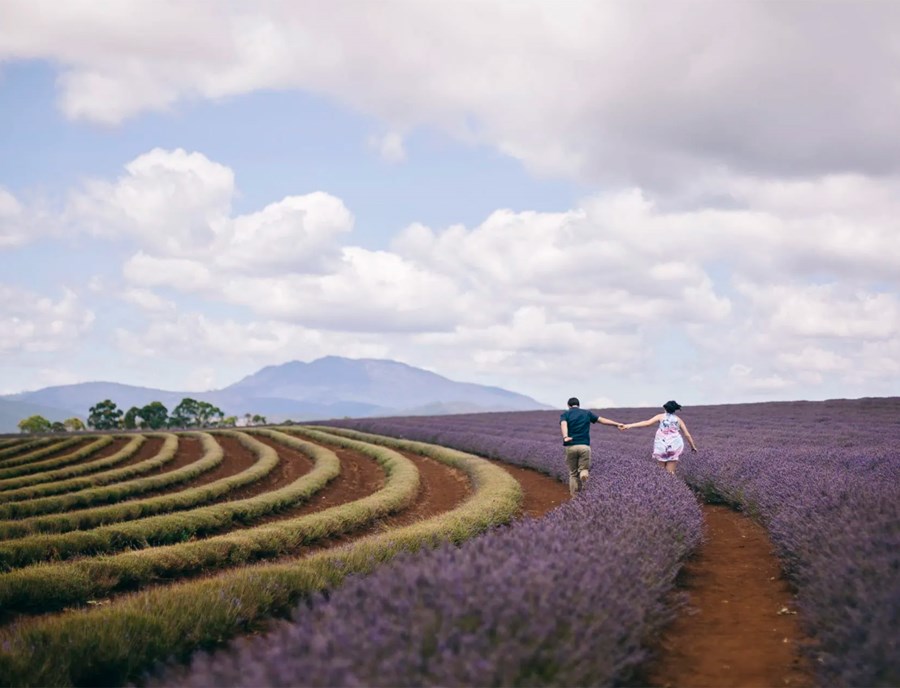 Endless Lavender Fields At Bridestowe Estate, Tasmania