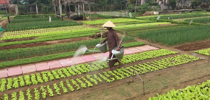 Day 7 - HOI AN –TRA QUE VILLAGE - CAM THANH