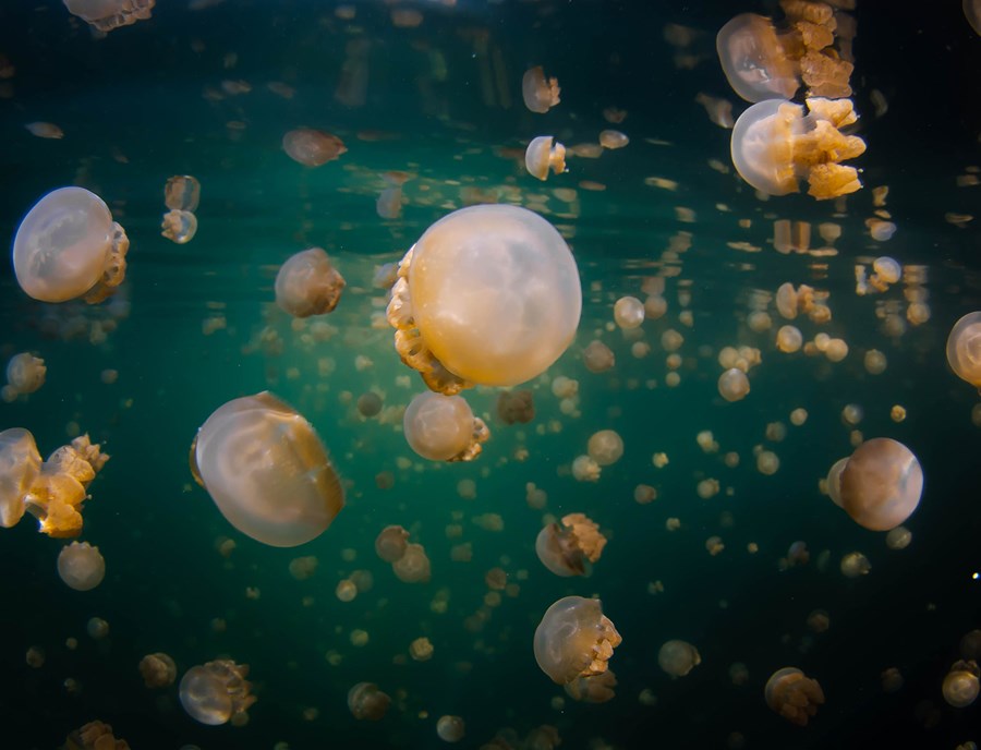 Discover Stingless Jellyfish In Indonesia S Magical Marine Lake