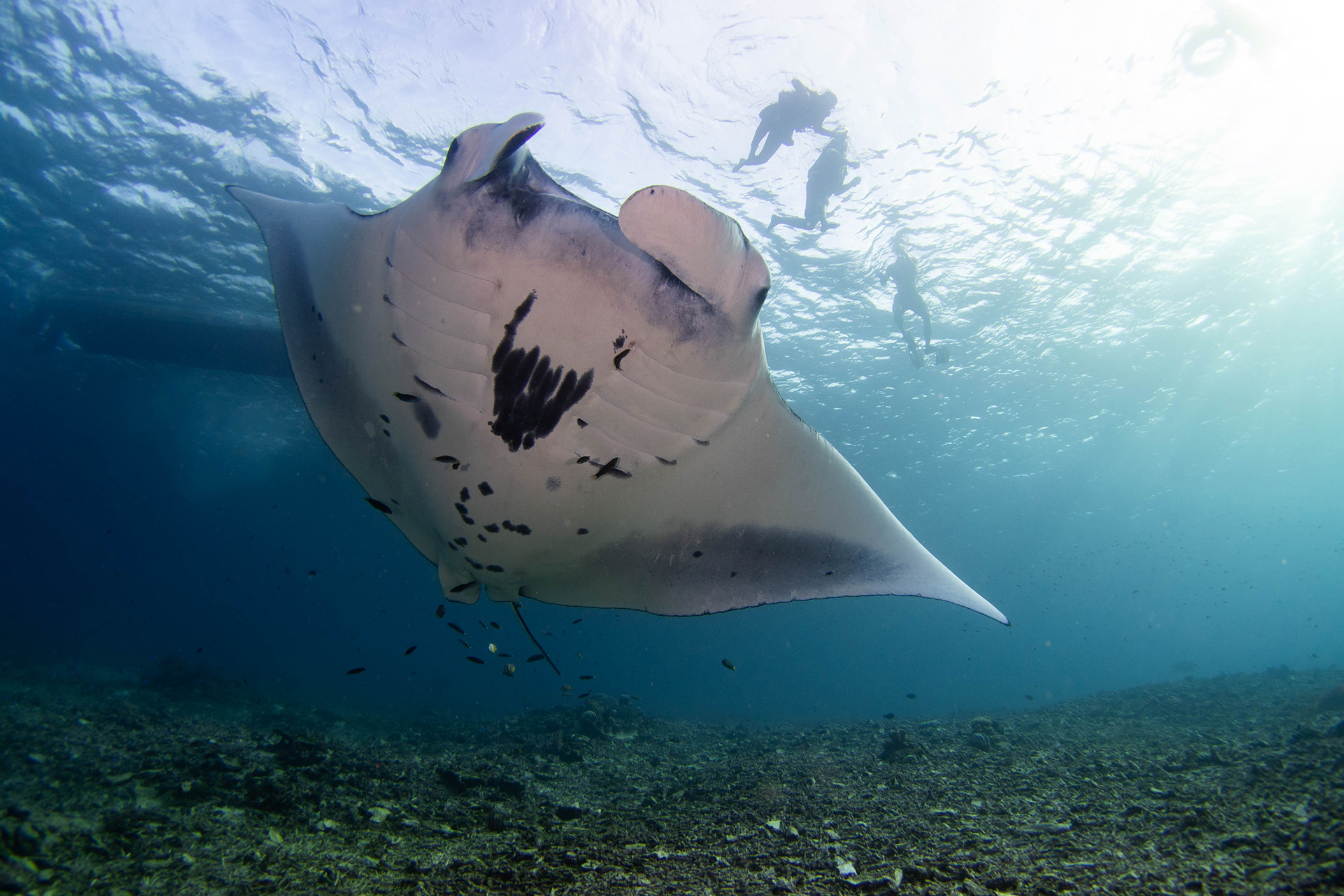 Swim Beside Majestic Manta Rays In Raja Ampat