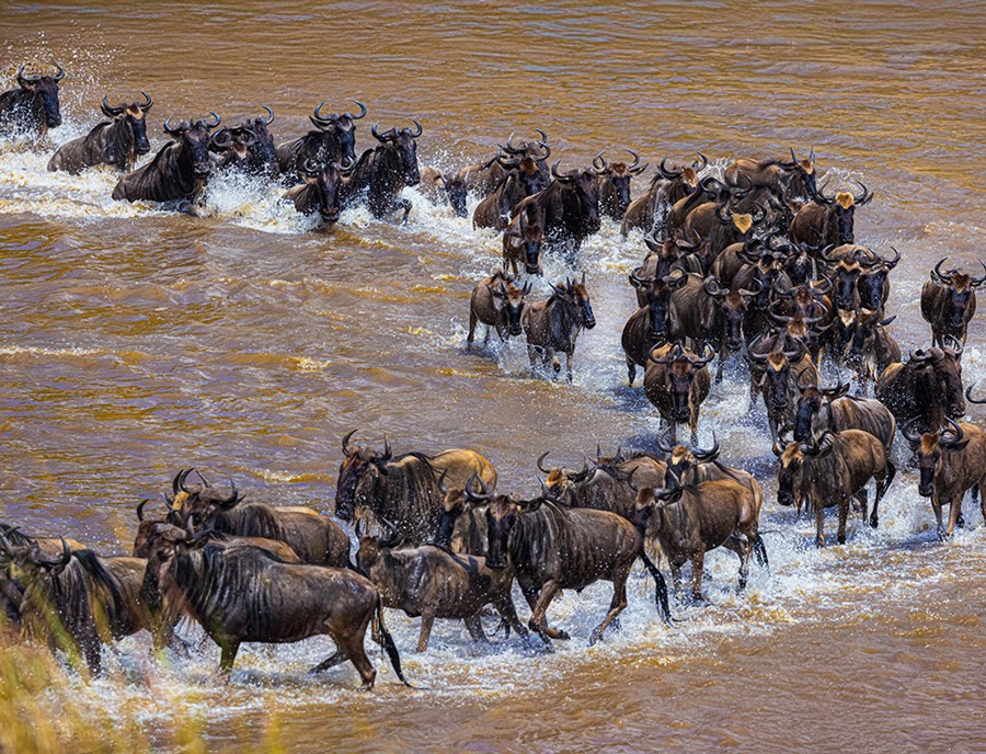 Witness The Great Migration Wildebeest Crossing Dramatic African Rivers