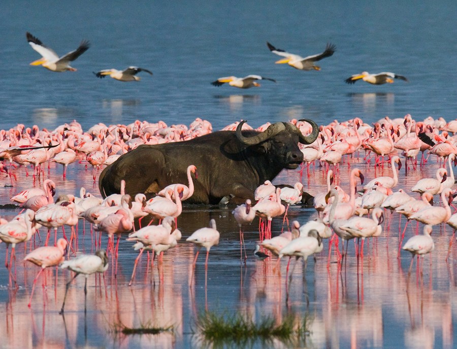 Lake Nakuru Dazzles With Flamingos And Roaming Buffalo