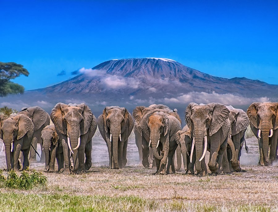 Elephants March Beneath Mount Kilimanjaro In Amboseli National Park