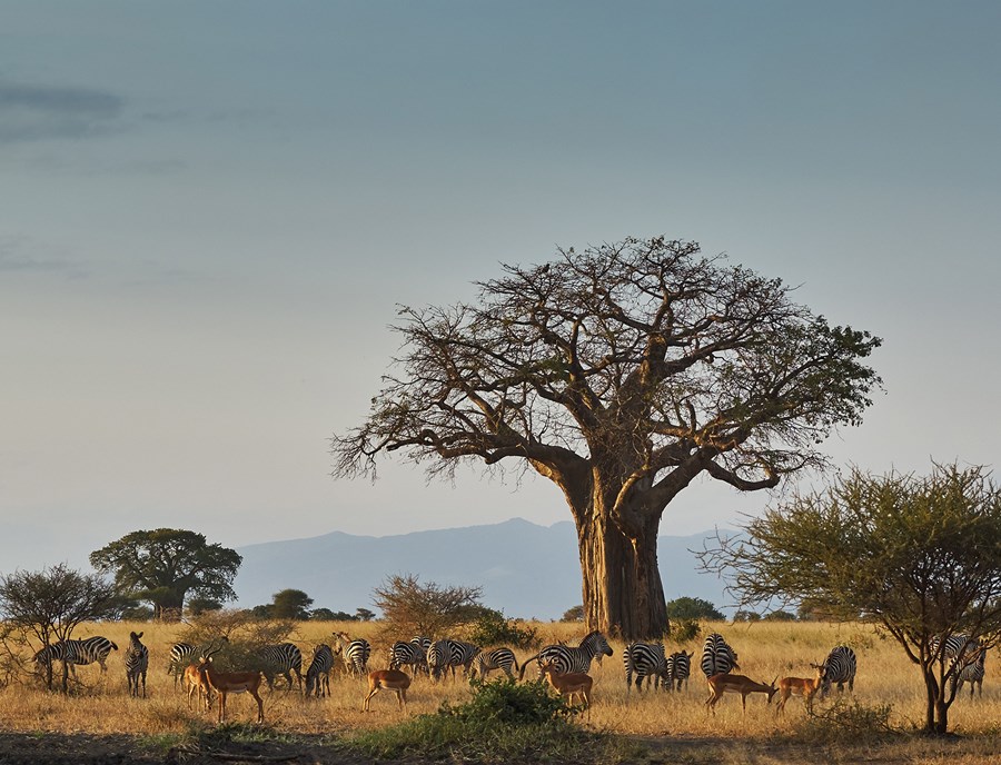 Baobab Trees Shelter Zebras And Impalas Across African Plains