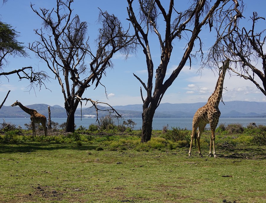Graceful Giraffes Wander Near Lake Naivasha At Crescent Island
