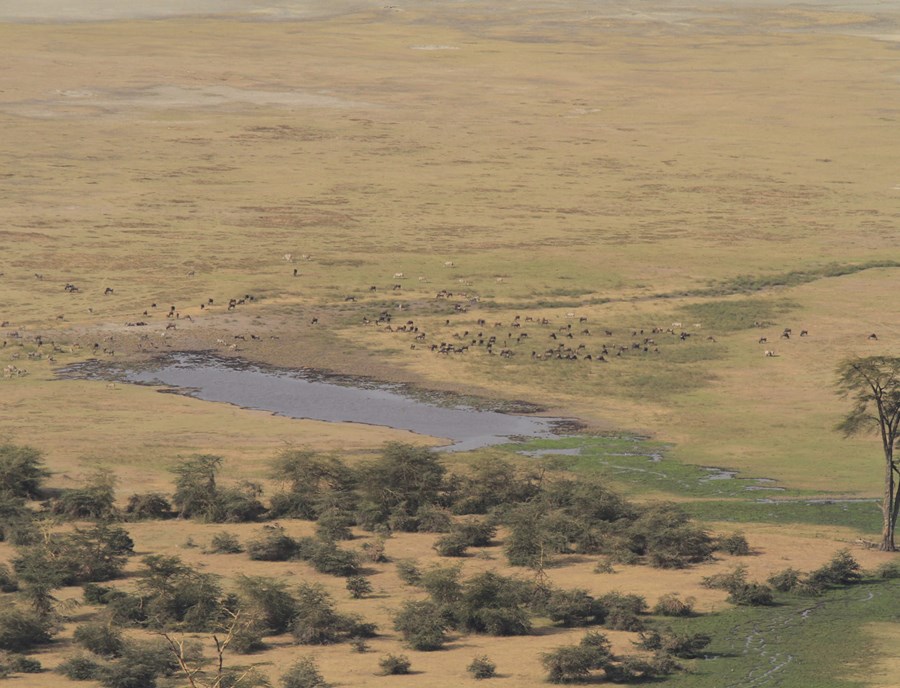 Ngorongoro Crater Teems With Remarkable African Wildlife