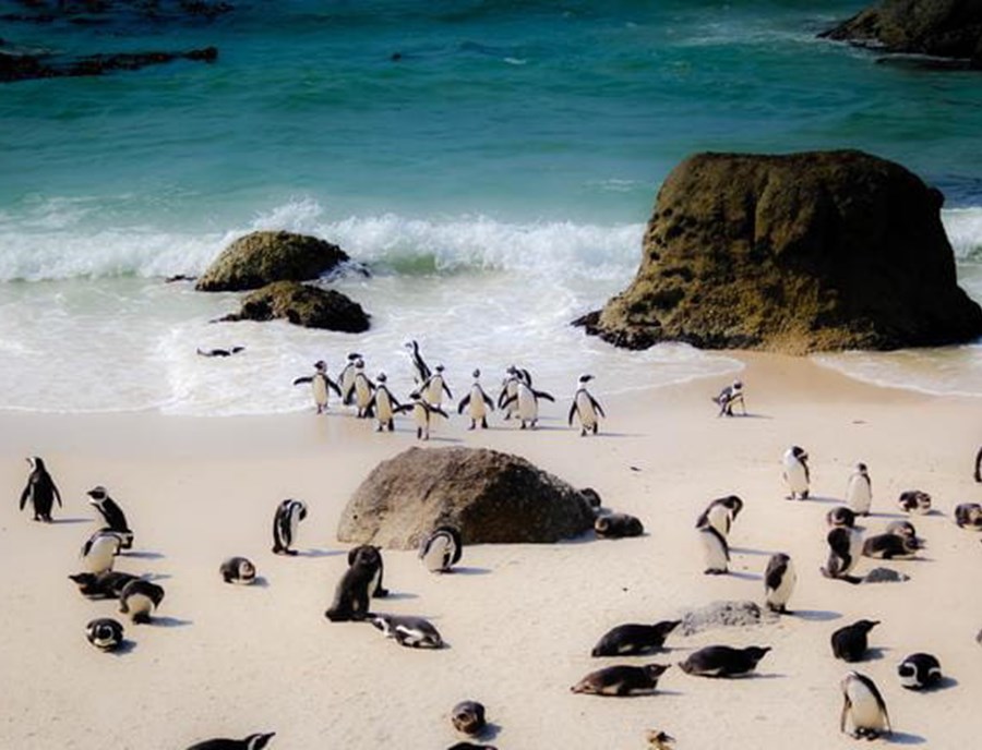 Meet African Penguins At Boulders Beach Near Cape Town