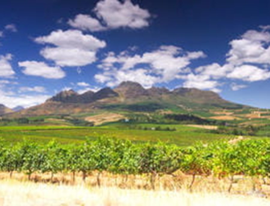 Endless Vineyards Define South Africa S Cape Winelands