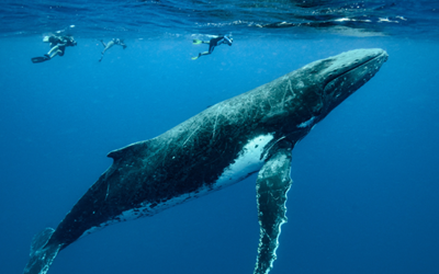 Highlights at7 Days 6 Nights Whale Watching Tour in Dili, Timor Leste